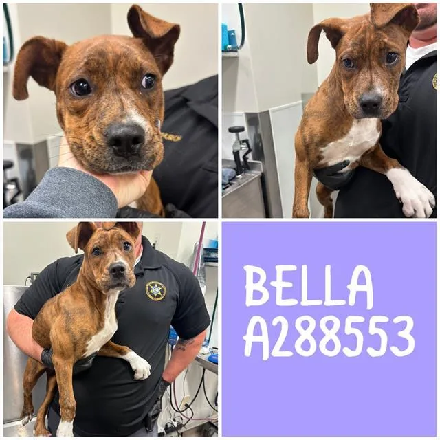 Bella