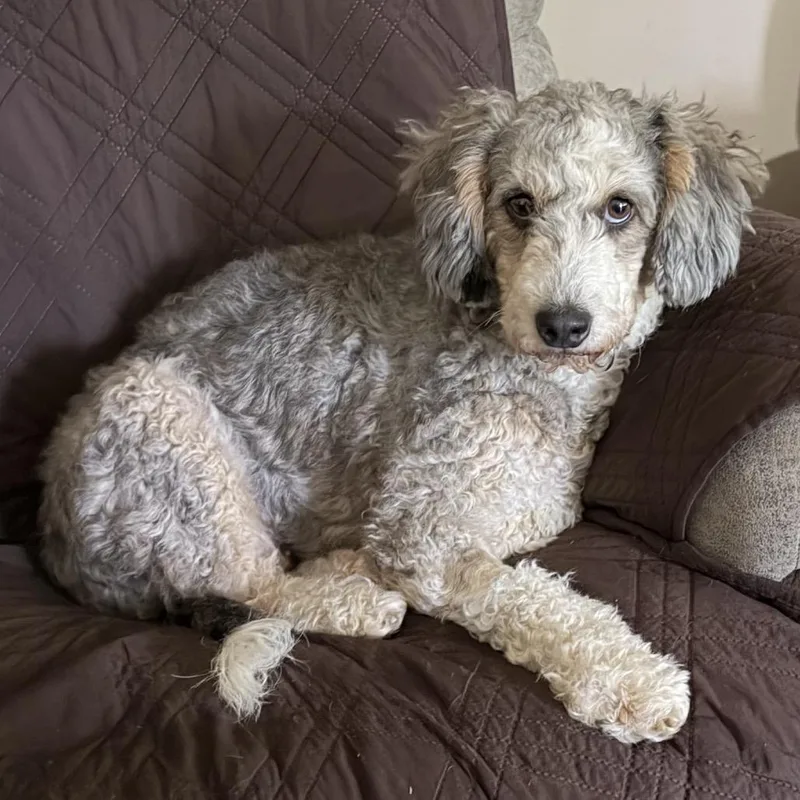 An adult medium-sized female Gray / Blue / Silver Bernese Mountain Dog dog named Bluebell for adoption in Sinking Spring, PA