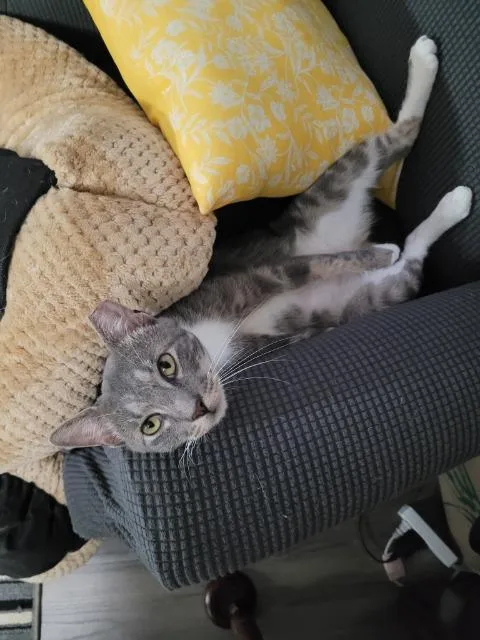 A young medium-sized male Domestic Short Hair cat named Pietros for adoption in Pawtucket, RI