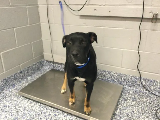 A young medium-sized female Pit Bull Terrier dog named Hallie for adoption in Thousand Palms, CA