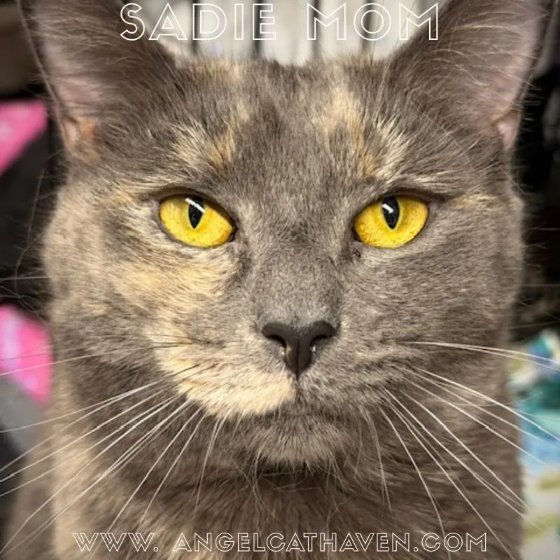 Sadie Mom thumbnail 2