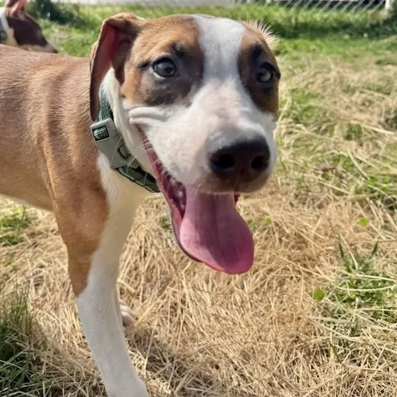 A baby medium-sized female Border Collie dog named Potato for adoption in Manassas, VA