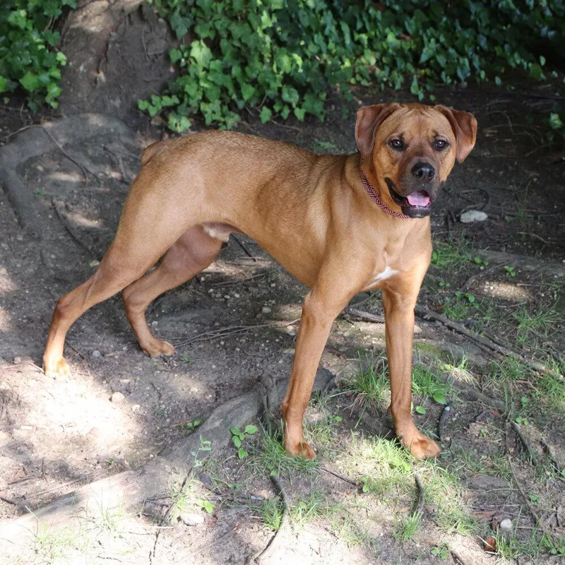 A young large-sized male Mixed Breed dog named Milo for adoption in Port Washington, NY