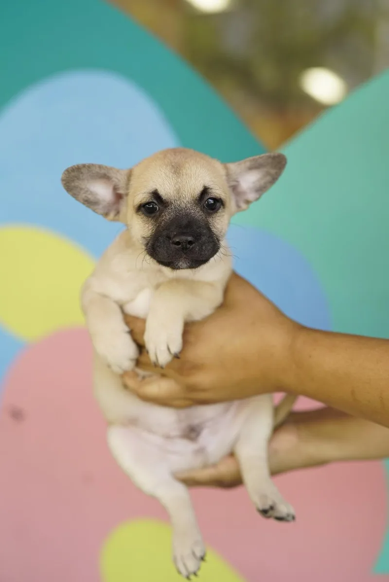 A baby small-sized male French Bulldog dog named Winger for adoption in Pasadena, CA