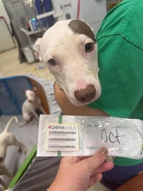 A young medium-sized female White / Cream Mixed Breed dog named October for adoption in Cincinnati, OH