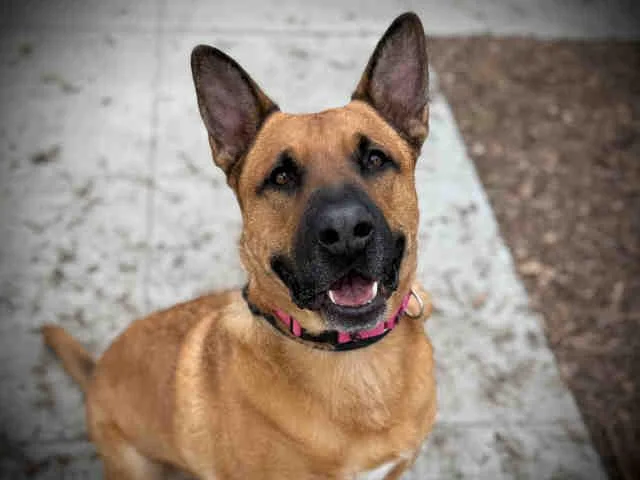 An adult medium-sized male German Shepherd Dog dog named Kawahi for adoption in Carlsbad, CA