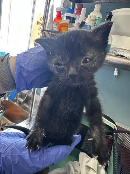 A baby small-sized male Domestic Short Hair cat named Valentino for adoption in Vallejo, CA