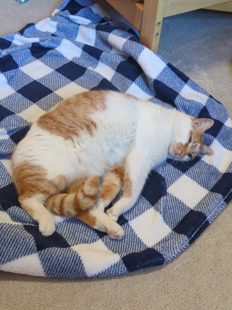 An adult large-sized male Orange & White Domestic Short Hair cat named Chai for adoption in Philadelphia, PA