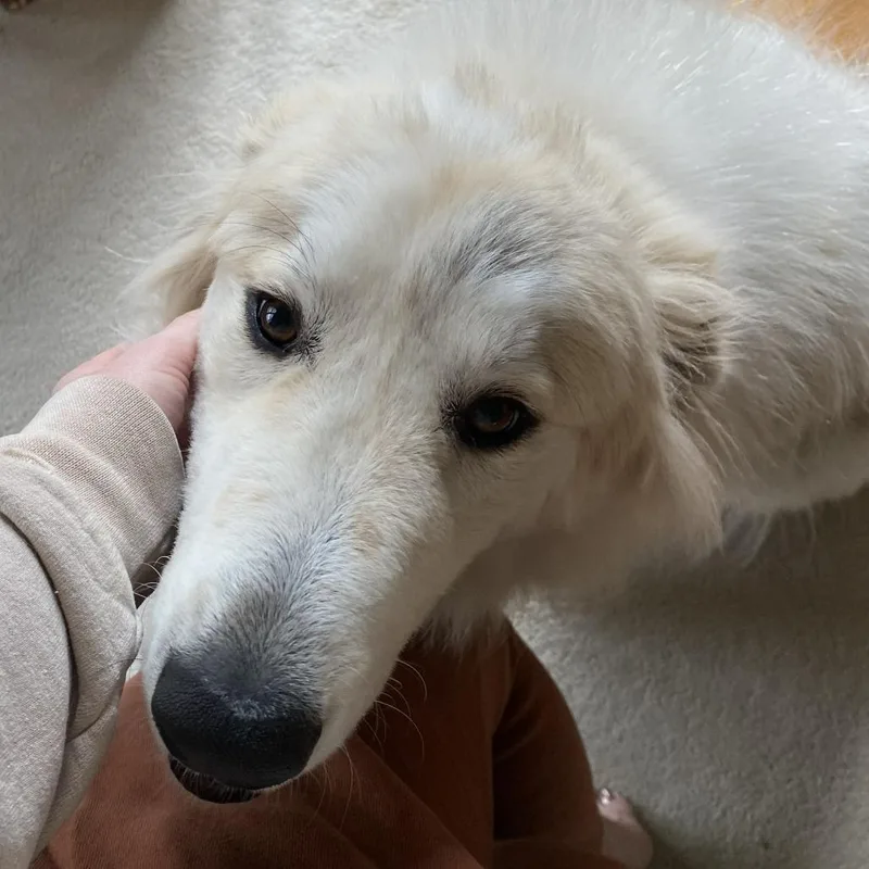 Gus