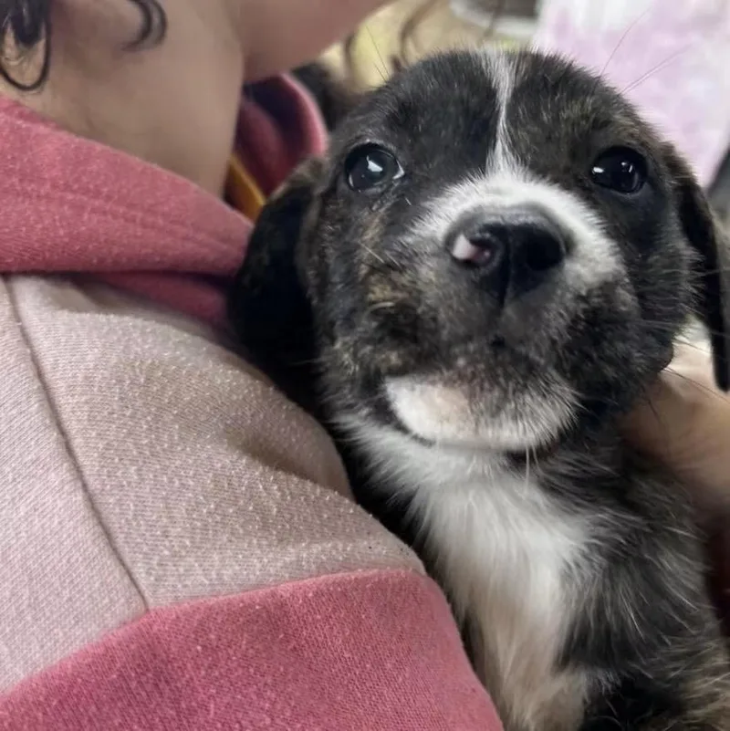 A baby medium-sized male Terrier dog named Poptart for adoption in Eugene, OR