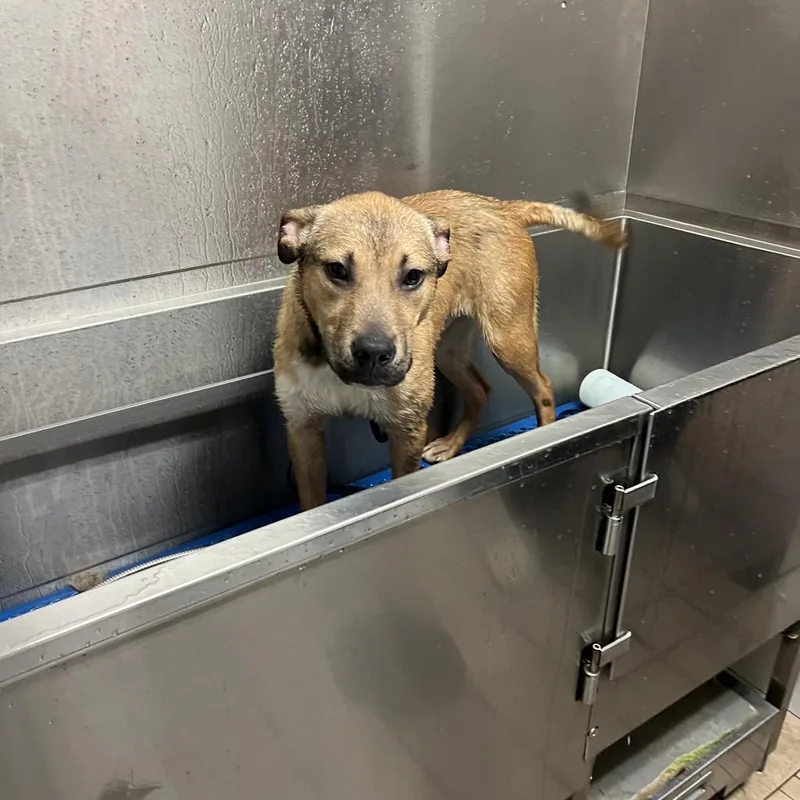 An adult medium-sized male Shepherd dog named Trooper for adoption in Peachtree City, GA