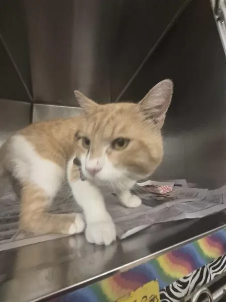 An adult small-sized male Domestic Short Hair cat named Sf Canyon for adoption in Lawrenceville, GA