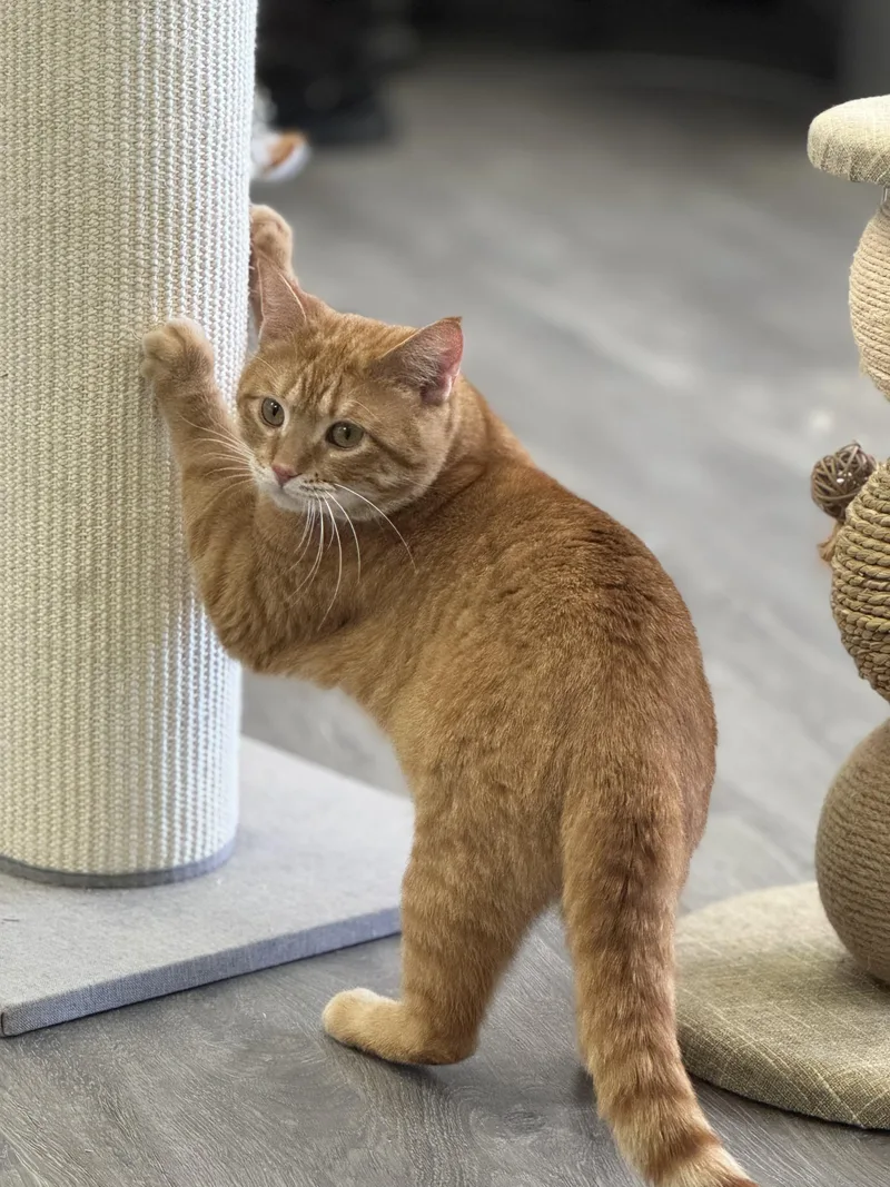 An adult medium-sized male Tabby (Orange / Red) Domestic Short Hair cat named Guy And Fluffy for adoption in Blaine, MN