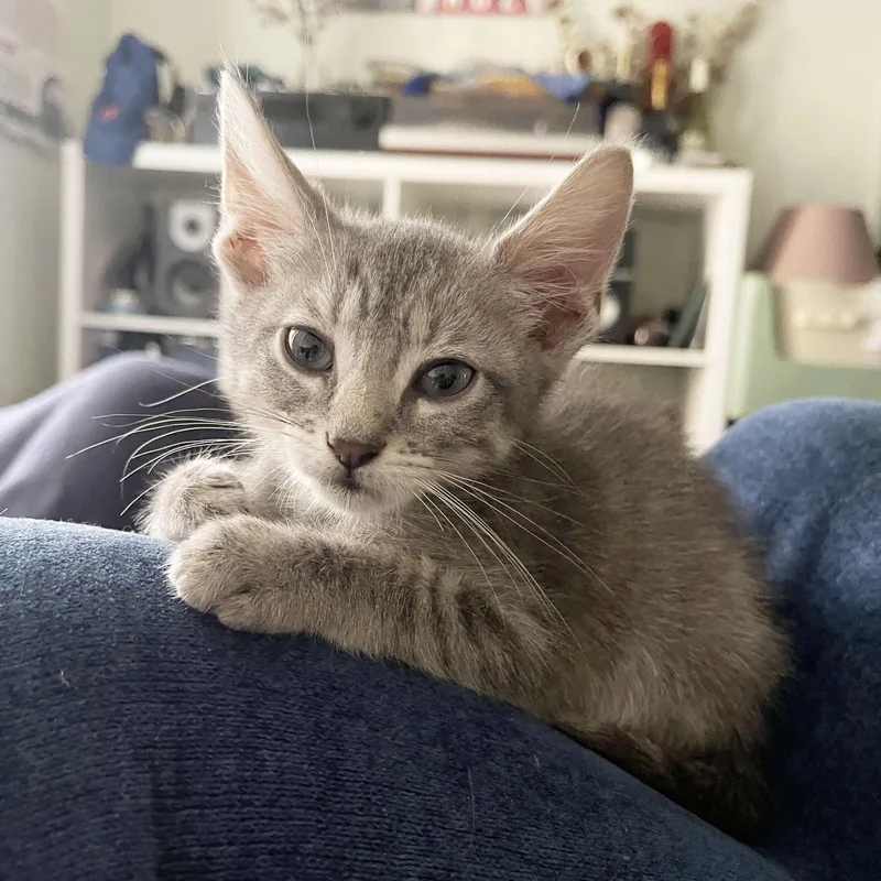 A baby medium-sized male Tabby (Gray / Blue / Silver) Domestic Short Hair cat named Immodium for adoption in BROOKLYN, NY