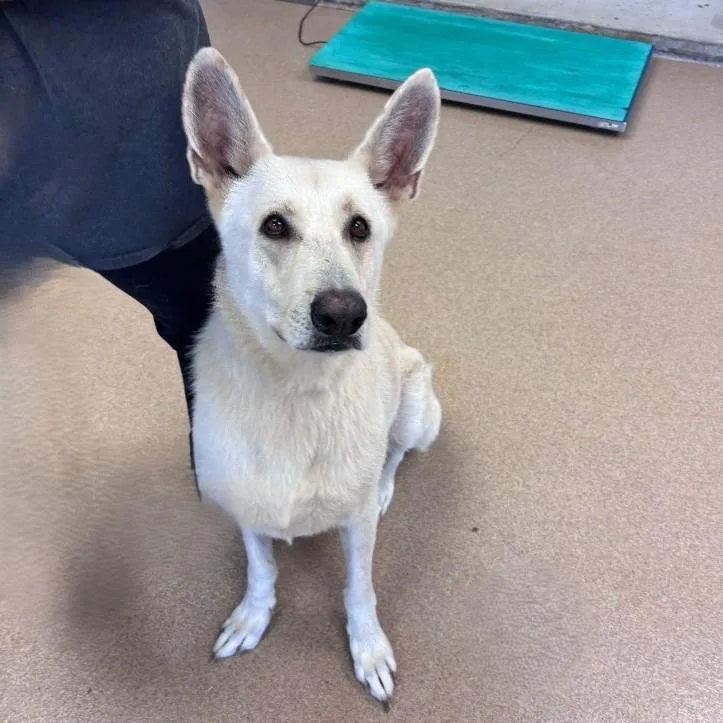 A senior medium-sized male Shepherd dog named Buddy for adoption in Brenham, TX