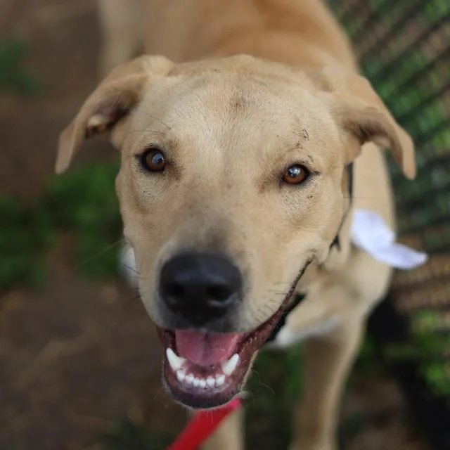 A young large-sized male Labrador Retriever dog named Goose for adoption in San Antonio, TX