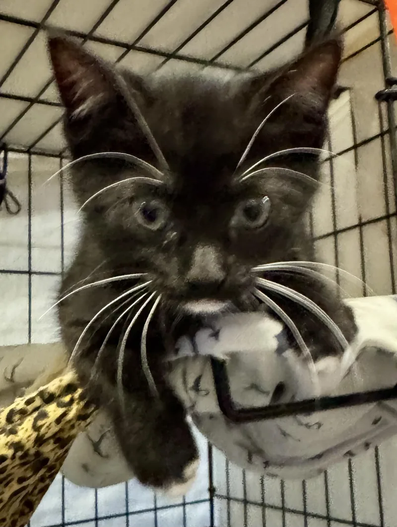 A baby medium-sized female Domestic Short Hair cat named Tai for adoption in Centerville, GA