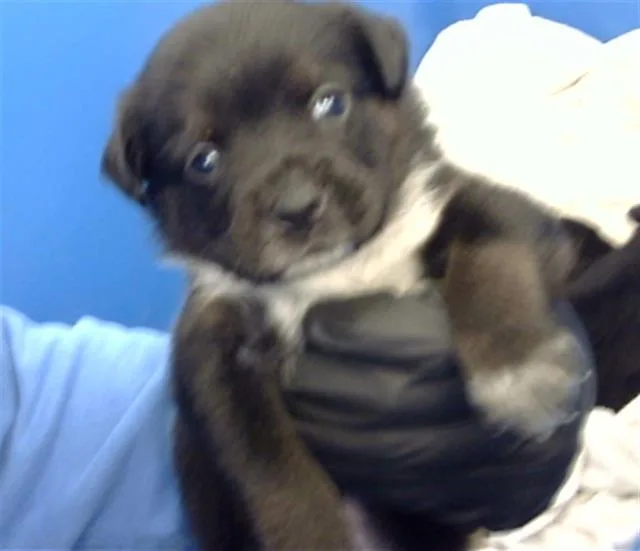 A baby large-sized female Mixed Breed dog named Bubbles for adoption in Dallas, TX