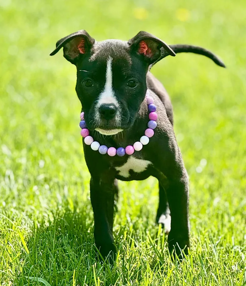 A baby medium-sized female Black Boxer dog named Ophelia for adoption in Lewis Center, OH