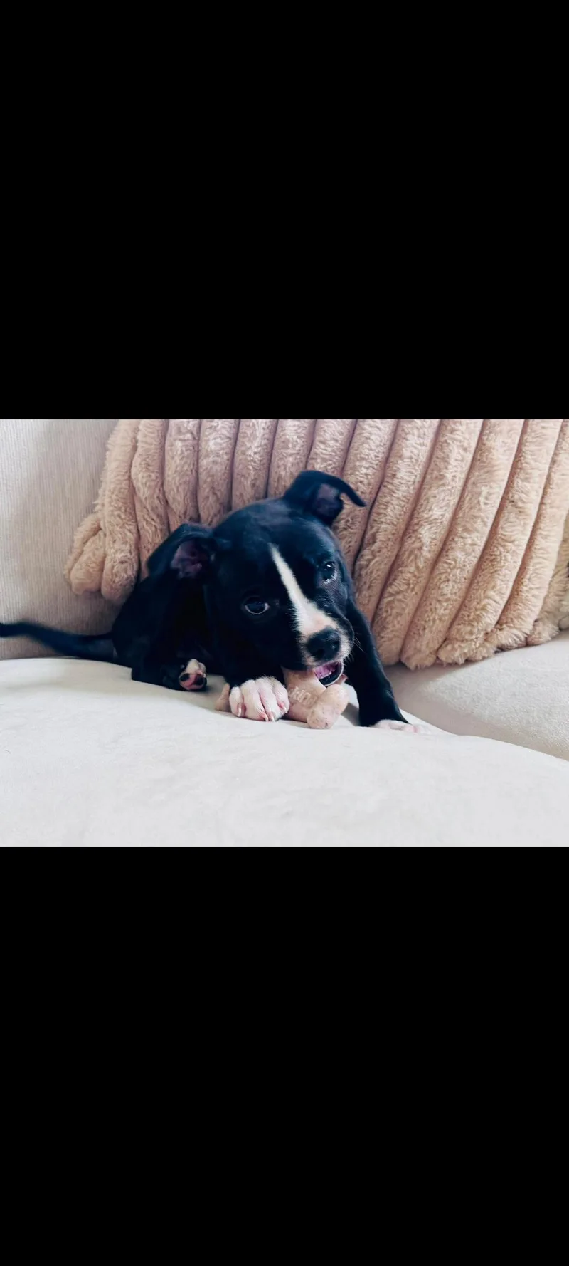 Ophelia thumbnail 3