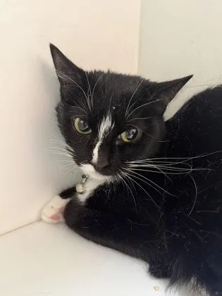 A baby small-sized female Domestic Short Hair cat named Nymeria for adoption in West Chester, PA