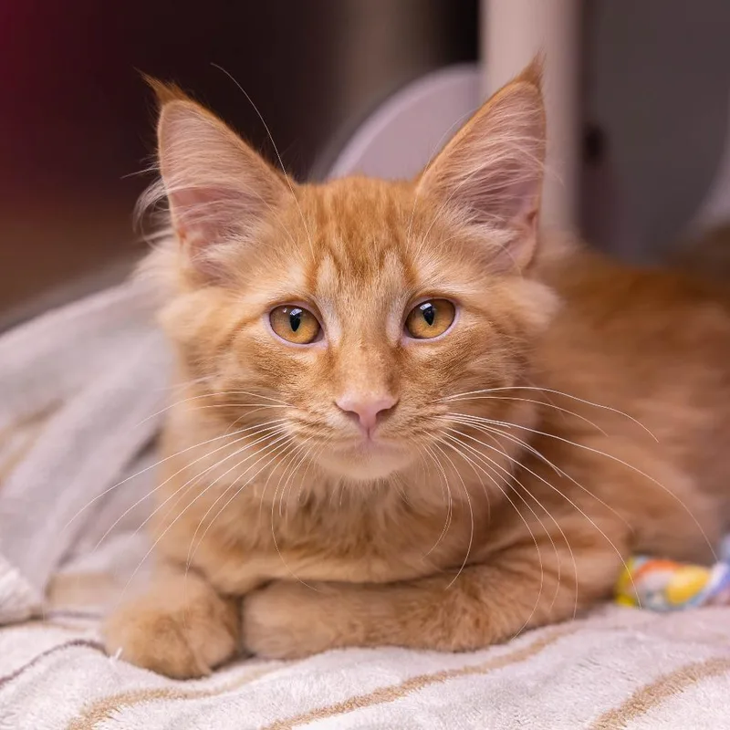 A baby medium-sized male Orange / Red Domestic Medium Hair cat named Schumacher for adoption in Mentor, OH