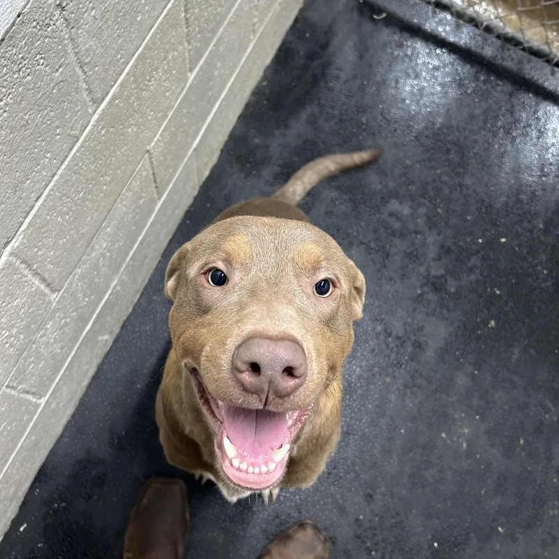A young medium-sized male Brown / Chocolate Labrador Retriever dog named Smith for adoption in Madisonville, KY
