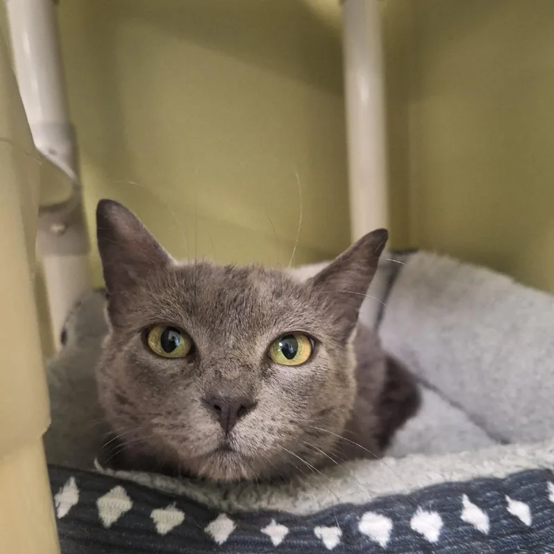 A young medium-sized female Gray / Blue / Silver Domestic Short Hair cat named Mandy for adoption in Attica, NY