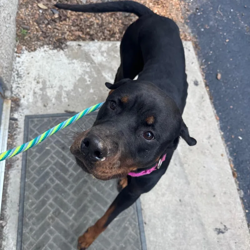 An adult large-sized female Black Mixed Breed dog named Plum for adoption in Edwardsville, IL