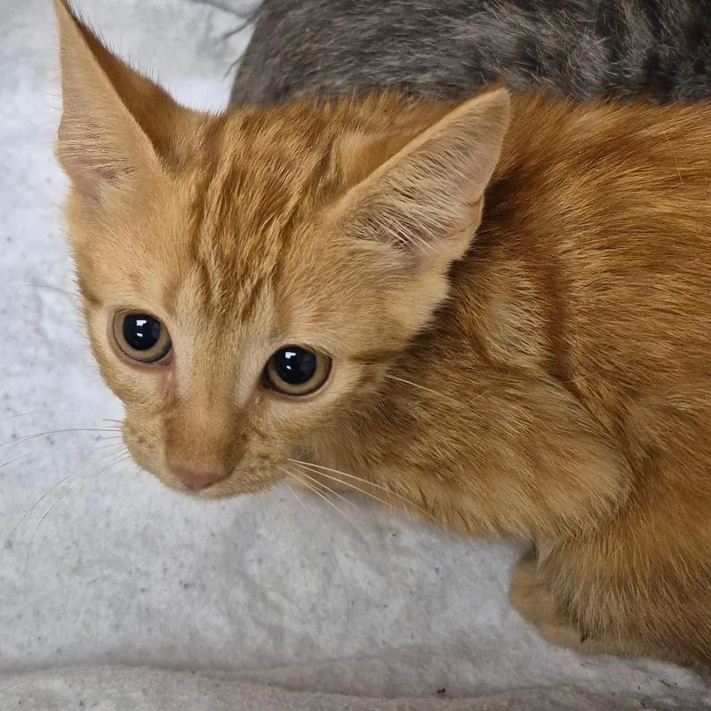A baby small-sized male Orange / Red Domestic Short Hair cat named Oj for adoption in Lake Panasoffkee, FL