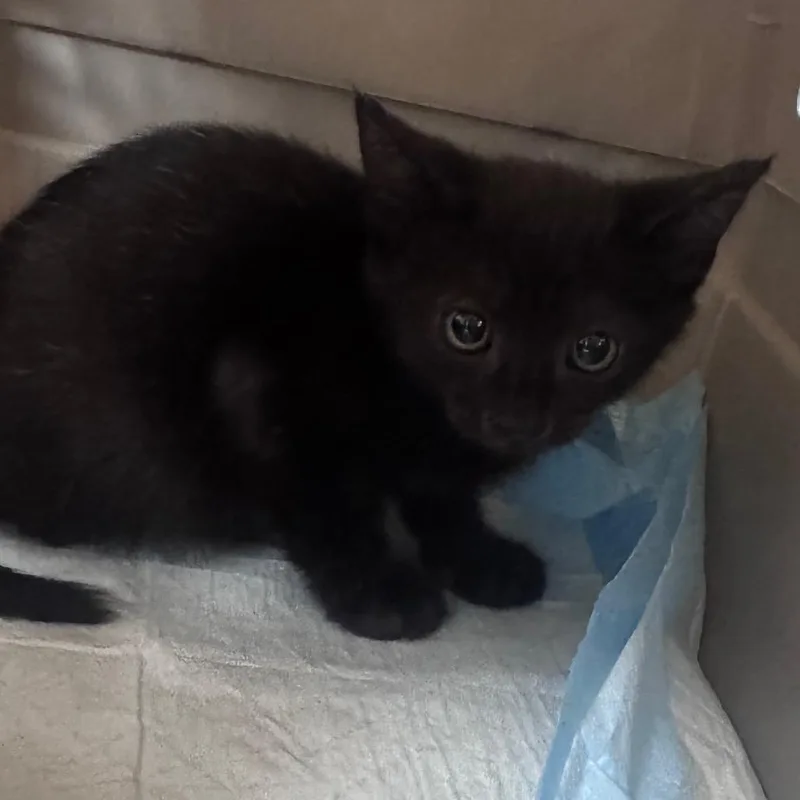 A baby small-sized male Black Domestic Short Hair cat named Paprika for adoption in Greenville, SC