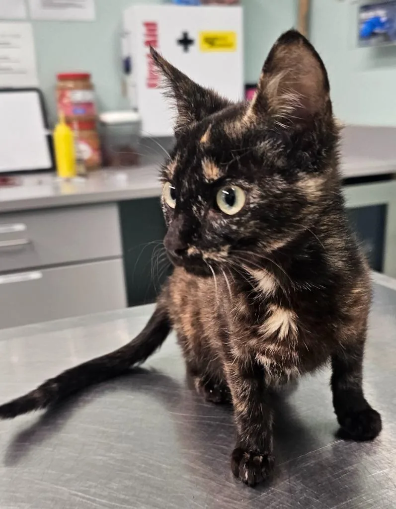 A baby small-sized female Domestic Short Hair cat named Veronica for adoption in Athens, TN