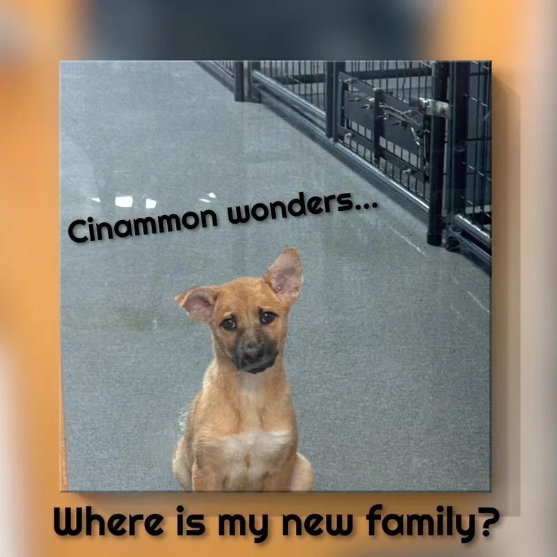 A baby medium-sized female Brown / Chocolate Mixed Breed dog named Cinnamon for adoption in Fredericksburg, VA