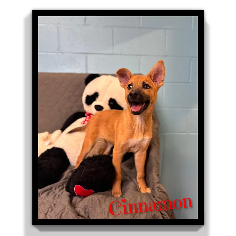 Cinnamon thumbnail 2