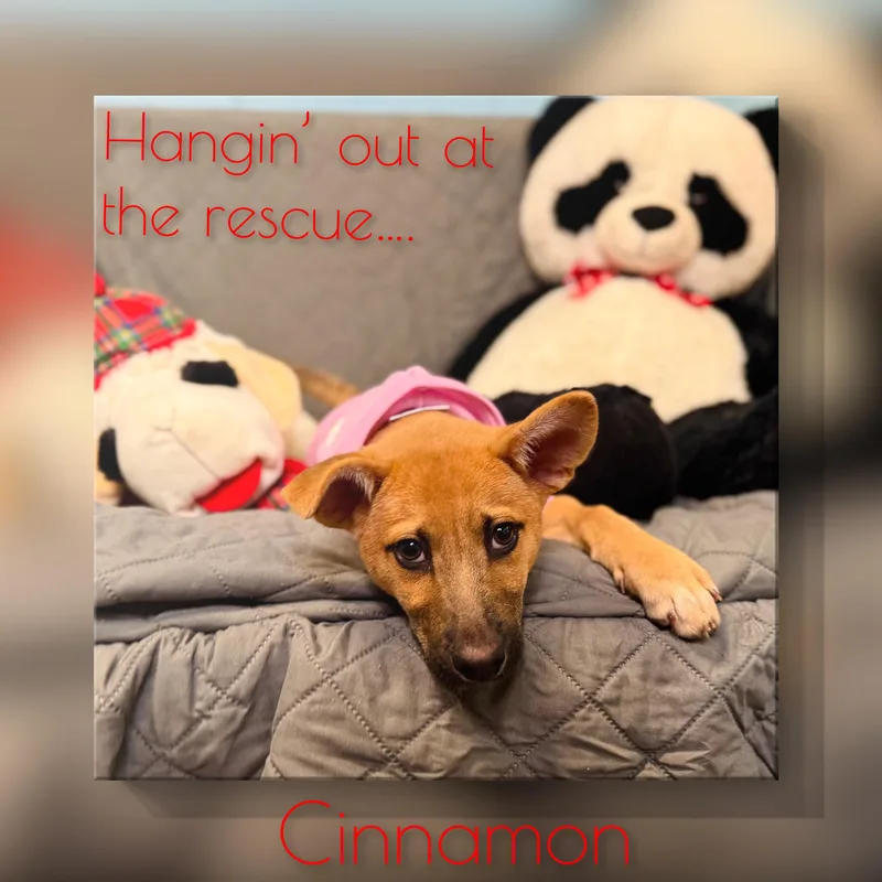 Cinnamon thumbnail 3