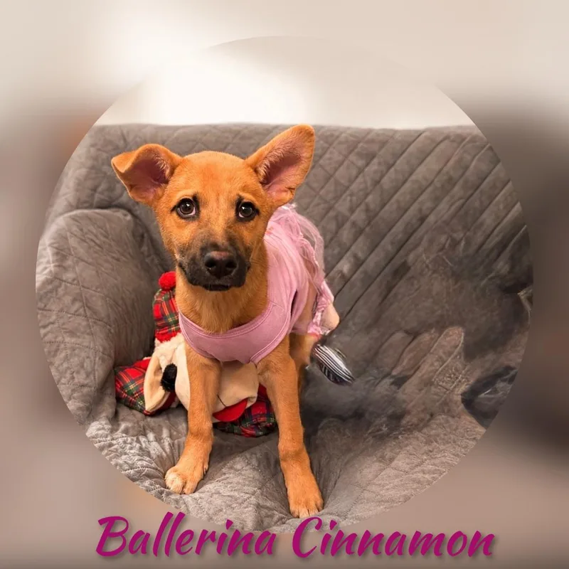 Cinnamon thumbnail 4