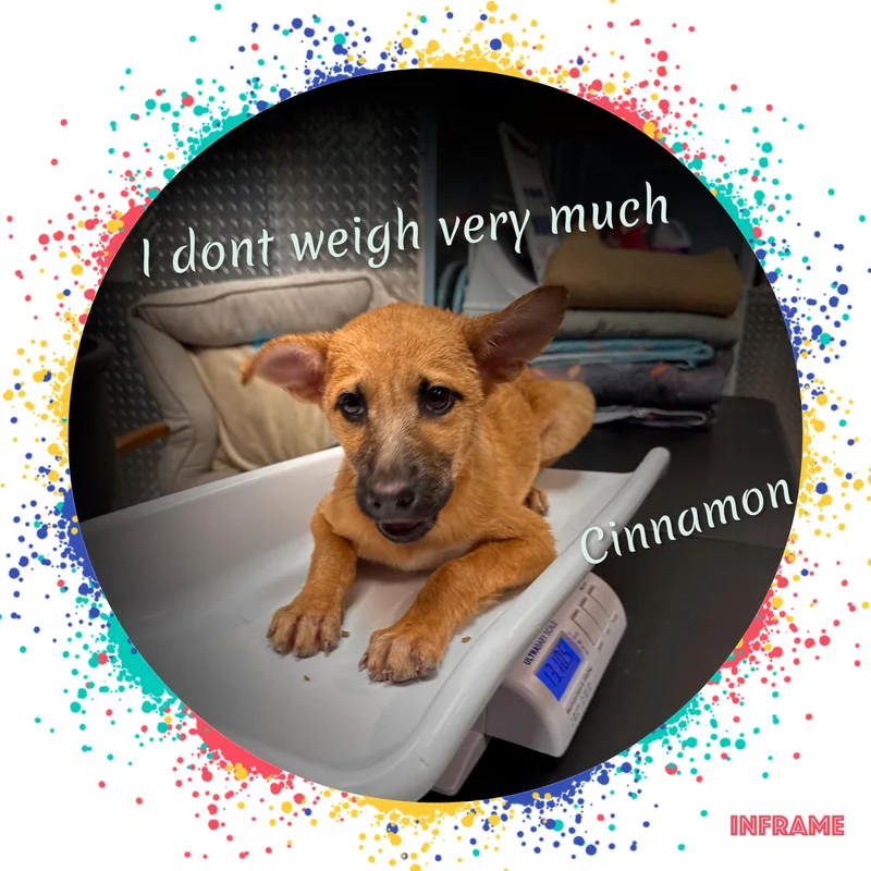 Cinnamon thumbnail 6