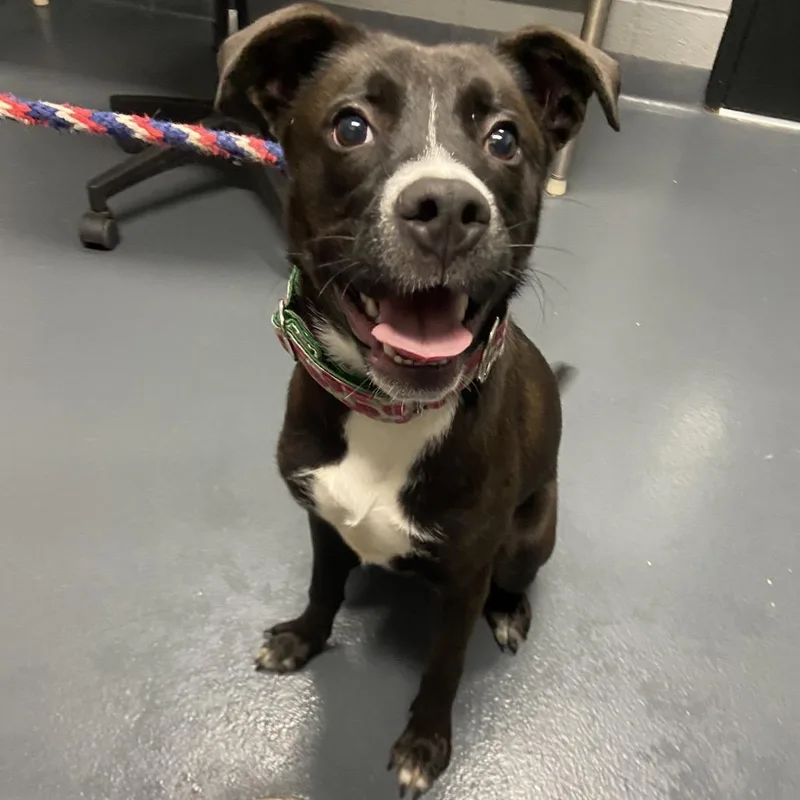 A young medium-sized female Black Mixed Breed dog named Moxie for adoption in Allentown, PA