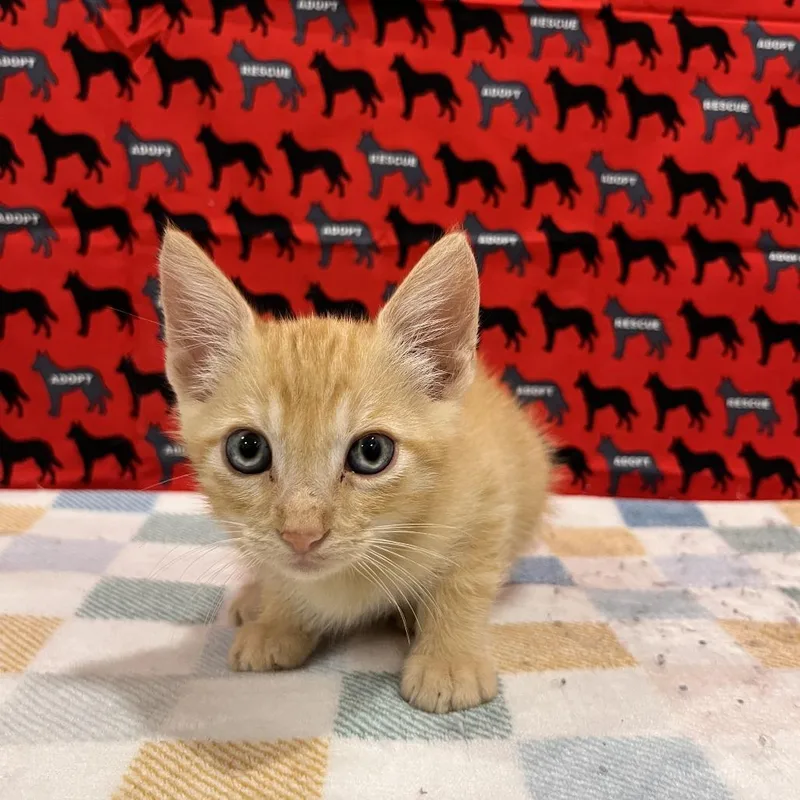 A baby small-sized male Orange / Red Domestic Short Hair cat named Panama for adoption in Washburn, MO