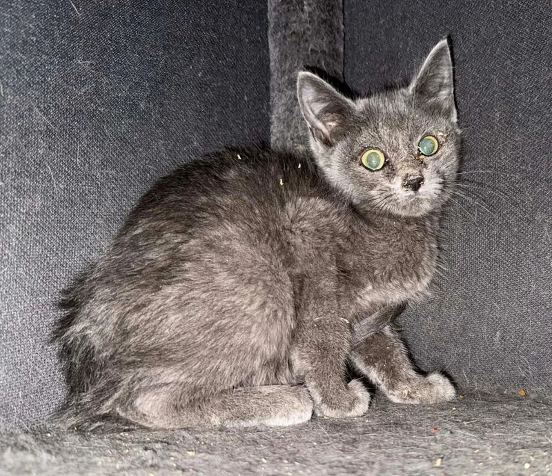 A baby medium-sized female Gray / Blue / Silver Domestic Short Hair cat named Mustard for adoption in Forest, VA
