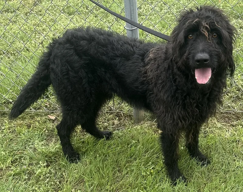 An adult large-sized male Black Mixed Breed dog named Burger for adoption in Georgetown, TX