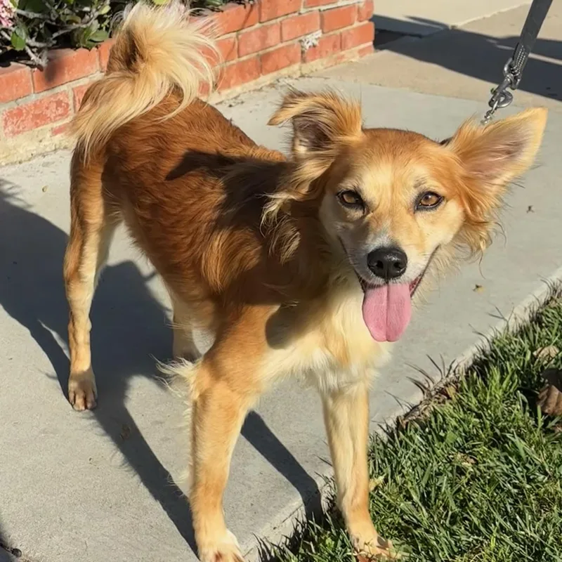 An adult medium-sized female Spaniel dog named Ruby for adoption in Newport Beach, CA