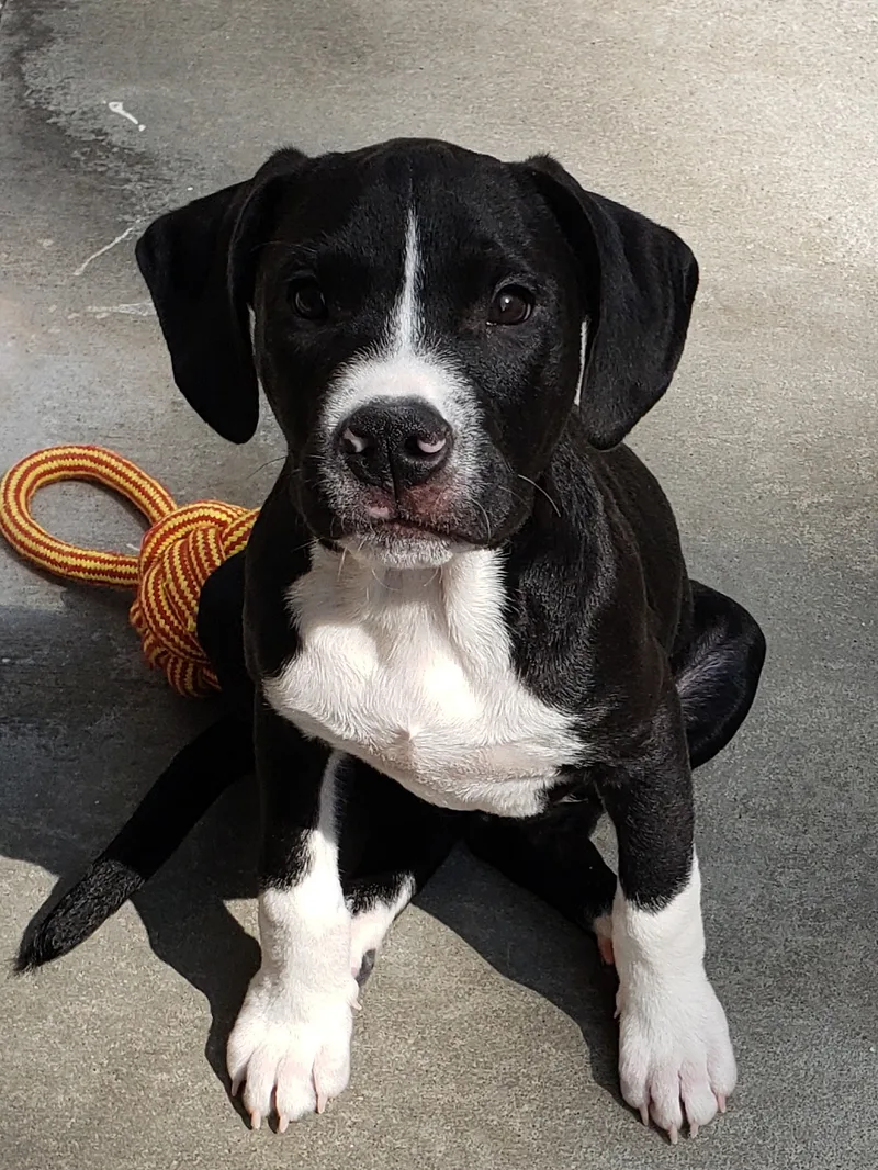 A young medium-sized male Black Labrador Retriever dog named Audi for adoption in Morganton, NC