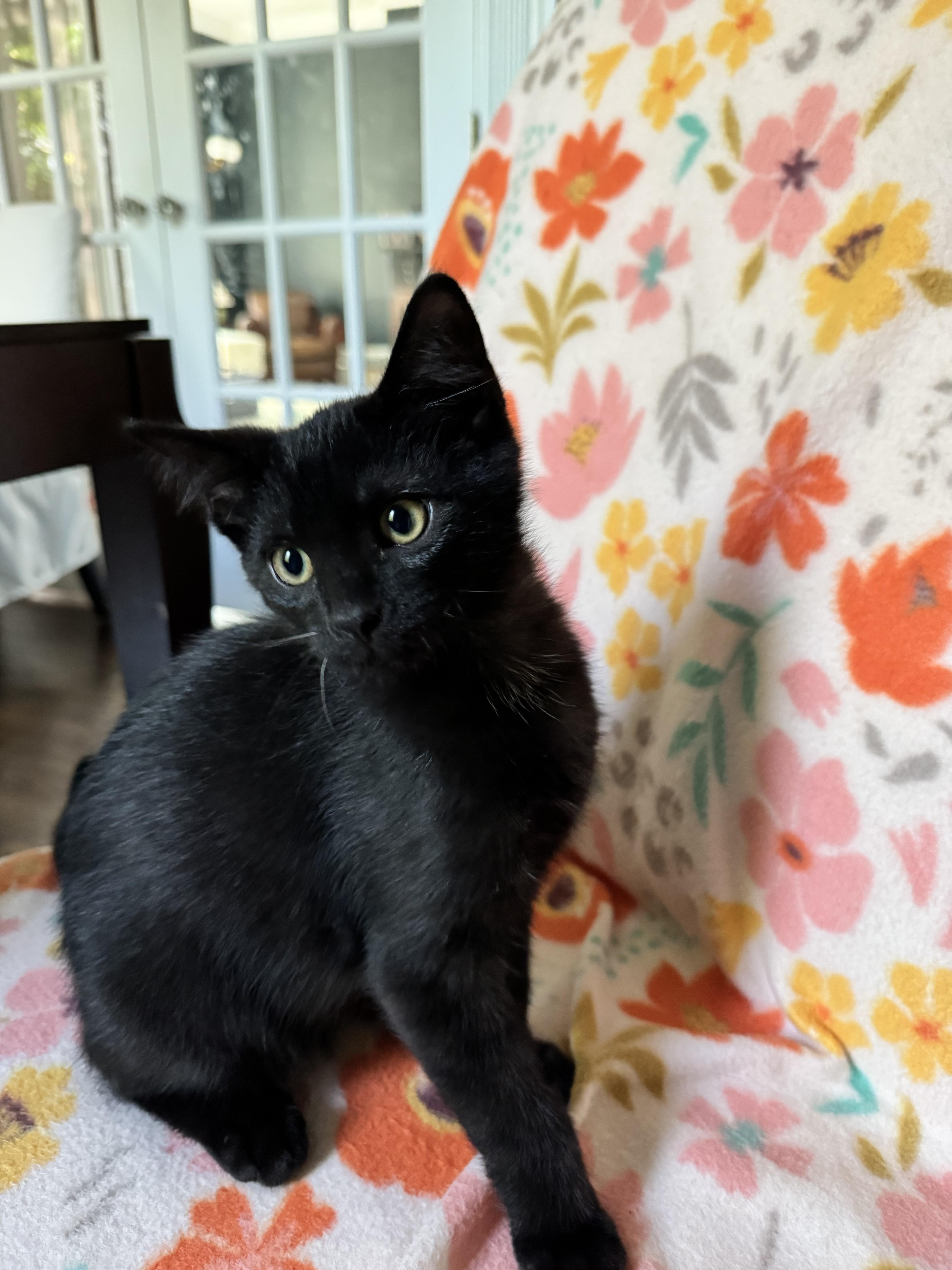 A baby medium-sized male Black Domestic Short Hair cat named Boo for adoption in McDonald, PA