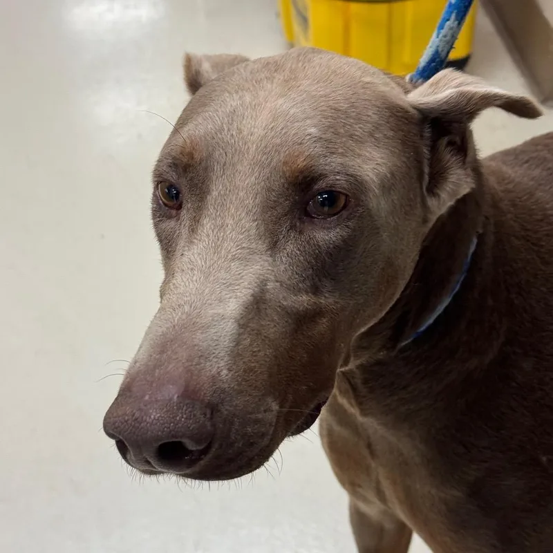 An adult large-sized male Brown / Chocolate Doberman Pinscher dog named Chente for adoption in Santa Barbara, CA