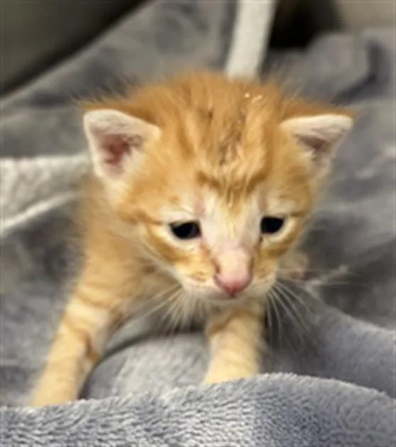 A baby small-sized male Domestic Short Hair cat named Charmander for adoption in Rosenberg, TX