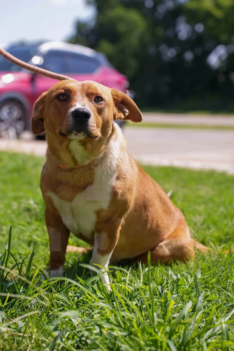 An adult medium-sized male Basset Hound dog named Rocky for adoption in Stillwater, OK
