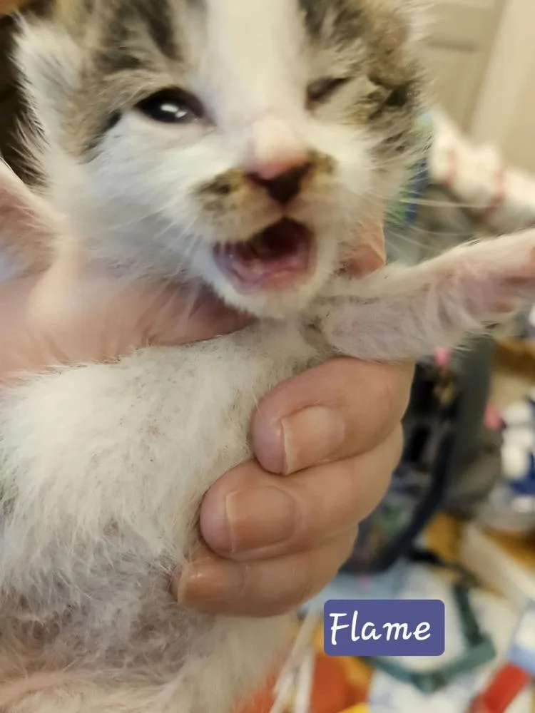 A baby small-sized female Black & White / Tuxedo Domestic Short Hair cat named Flame for adoption in Poplar Grove, IL