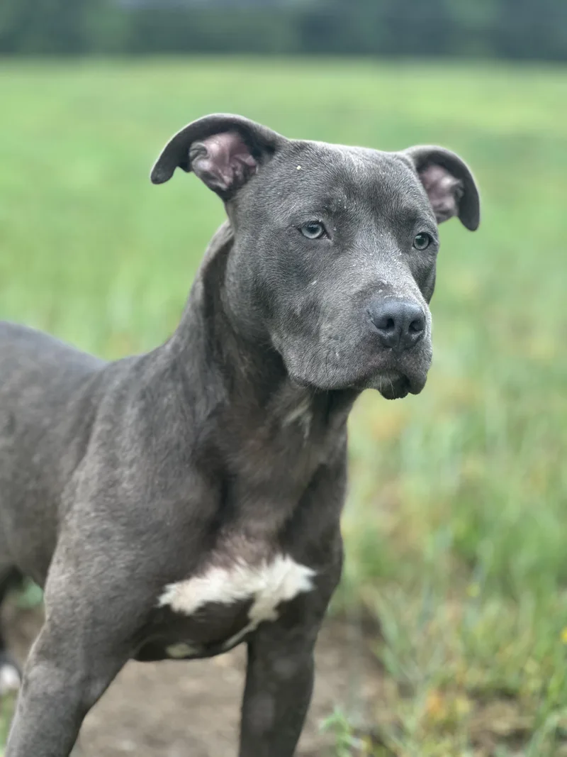 A young medium-sized male Gray / Blue / Silver Pit Bull Terrier dog named Propane for adoption in Stafford, VA