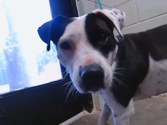 A young medium-sized female Pit Bull Terrier dog named Lotty Jane for adoption in Tulsa, OK